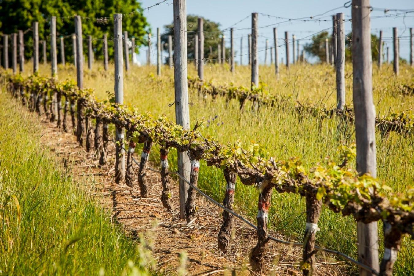 Domaine Coutelier Apartment Stellenbosch Ngoại thất bức ảnh